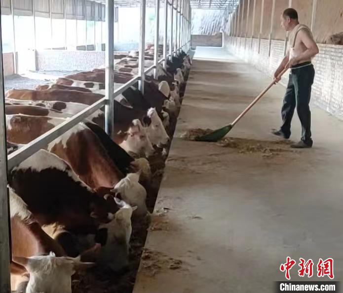馬騰飛預(yù)計(jì)，2025年合作社擁有肉牛數(shù)量將達(dá)到1000余頭。　馬騰飛 攝