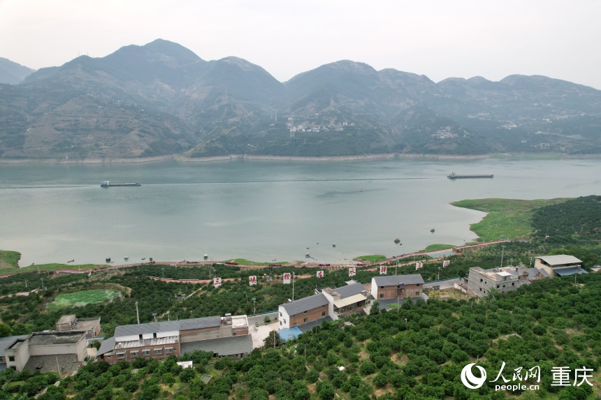 三沱村正以“三峽橙莊”建設(shè)為契機(jī)，描繪鄉(xiāng)村振興新圖景。人民網(wǎng)記者 劉政寧攝