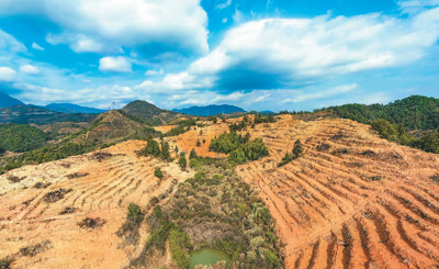 近年來,江西省撫州市南豐縣市山鎮(zhèn)竹源村因地制宜扶持當(dāng)?shù)剞r(nóng)戶利用荒山坡地種植油茶,使油茶成為山區(qū)群眾致富奔小康的綠色產(chǎn)業(yè)。圖為竹源村油茶種植區(qū)。 謝 東攝(人民視覺)