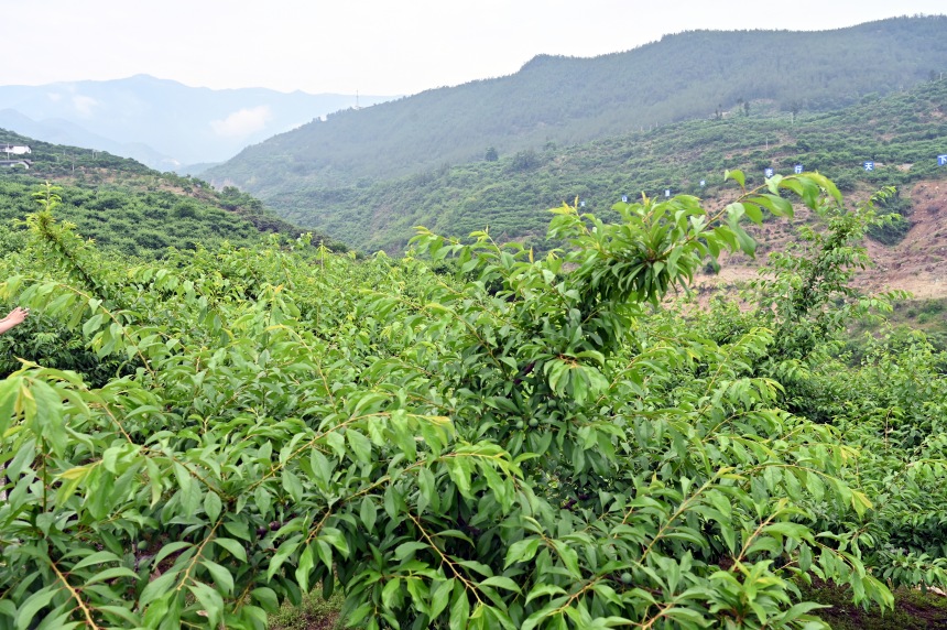 柑園村漫山遍野的脆李樹(shù)。鄒樂(lè)攝