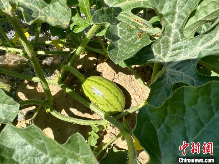 14日，記者在合作社的百畝西瓜地里，看著一個(gè)個(gè)如雞蛋般大小的西瓜，正“享受”著太陽(yáng)的炙烤?！⑿〖t 攝