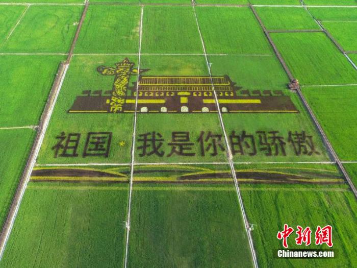 圖為產(chǎn)業(yè)園中的稻田畫。 李碩行 攝 點(diǎn)擊進(jìn)入下一頁