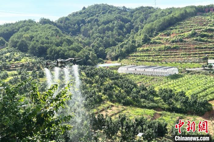 圖為江西上饒市廣豐區(qū)西壇果園正進行無人機植保作業(yè)。　朱瑩 攝