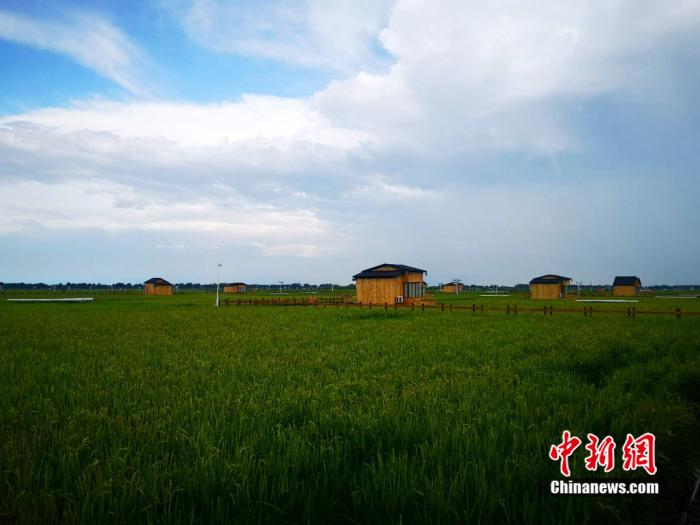 圖為建在稻田中的“稻夢(mèng)星空”。 郎朗 攝 點(diǎn)擊進(jìn)入下一頁