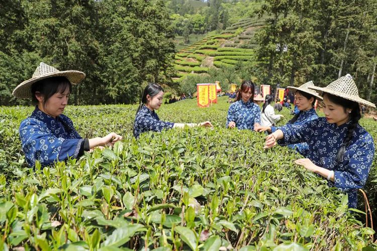 2025年4月13日,福建武夷山市星村鎮(zhèn)朝陽村茶農(nóng)在生態(tài)茶園展示采茶。新華社發(fā)(邱汝泉 攝)