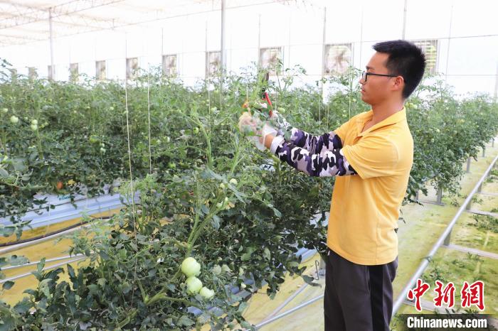 圖為在紅谷灘區(qū)元宇宙·VR數(shù)字農(nóng)業(yè)示范基地七彩番茄培育車間內(nèi)，農(nóng)業(yè)技術(shù)員正在對番茄植株進行修剪?！⌒苠\陽 攝