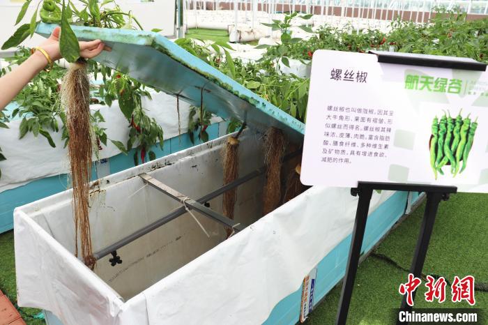 圖為在南昌市紅谷灘區(qū)元宇宙·VR數(shù)字農(nóng)業(yè)示范基地氣霧培養(yǎng)車間里，螺絲椒長勢良好?！⌒苠\陽 攝