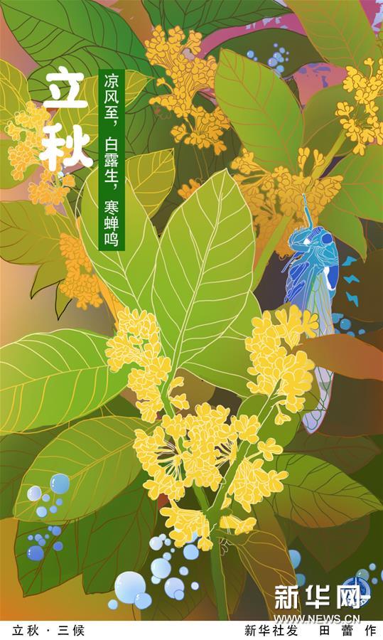 （圖表·插畫(huà)）［二十四節(jié)氣·立秋］立秋·三候