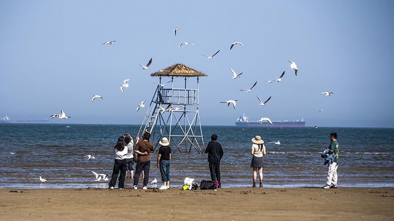 2024年5月12日,河北秦皇島,北戴河鴿子窩公園成群海鷗在天空中自由翱翔,與大海、藍天構(gòu)成了一幅美麗的畫卷。